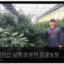 감귤PC 이미지