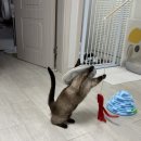 24시 글로리 동물병원 이미지