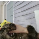 고양이 모자 이미지