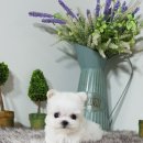 아이러브독 강아지분양 부천점 이미지