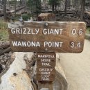 상상터널 | 요세미티 국립공원 1박 2일 자유여행 후기 上(마리포사 그로브, 글래셔 포인트, 터널 뷰, 피자 덱)