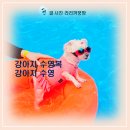 공왕다 | 자외선 발진 완벽 차단! 공왕다 핸드메이드 맞춤 강아지 수영복