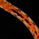 싱싱장구 이미지