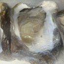 주)손질 | 해녀언니 여름 바위굴 5kg 하프쉘 가격/손질방법/후기