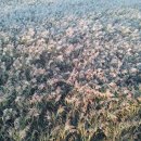 순천만여행 이미지