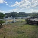 레몬향데이지 이미지