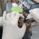 광주광역시야생동물구조관리센터 이미지