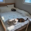 멍개 그루밍 이미지