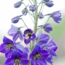 압화만들기 이미지