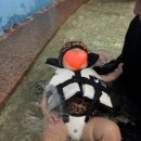 부여가든 | 10개월 아기 롯데 리조트 부여 아쿠아가든 후기