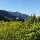 250726 하동 화개 녹차 전지 1박2일 이미지