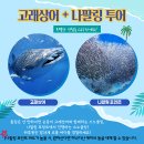 [1] 필리핀 보홀 호핑투어, 사진 잘찍어주는 보홀스케치 고래상어 나팔링 단독 투어 내돈내산 후기