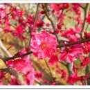 매화마을1 이미지