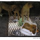 누렁이농장 이미지