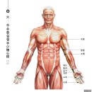 경락(經絡)의 신비, 우리 몸의 에너지 길 찾기!!!! 이미지