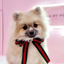 더펫살롱 이미지