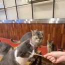 청춘 고양이 카페 이미지