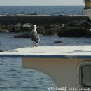 갈매기 마을 이미지