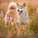 이누(Inu)