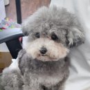 본애견미용실 이미지