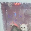 펫 목욕하는날 이미지