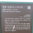 영풍 단촌리 느티나무 이미지