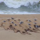 맛있는바다 이미지