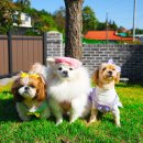 별하한옥펜션 이미지