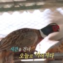 솔밭길꿩농원 네이버블로그