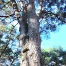 개두마리 소나무 이미지