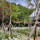 5월16일[토] 파주 필무드카페 샤스타데이지출사 (제임스딘리딩) 이미지