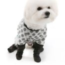 도도하개 이미지