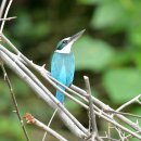 보르네오 섬의 새21 - Collared kingfisher 이미지
