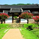 병산서원 배롱나무 이미지