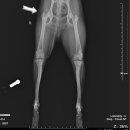 앙리동물병원 이미지