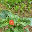 가장골 | 들깨재배하는방법 후기 가장골농장