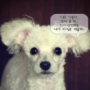 쮸
