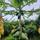 빌라 꾸보 이미지