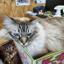 펫홈 반려동물용품백화점 이미지