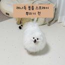 나나 펫 살롱 | 강아지 샴푸와 스프레이 추천 : 풍성한 털을 원한다면 레나독