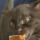 웰케어동물병원 이미지