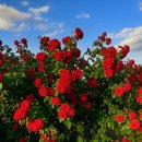 장미정원 이미지