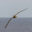 알바트로스 이미지