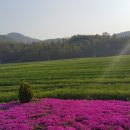 화순... 축제가 열립니다. 이미지