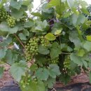 어송농장 이미지