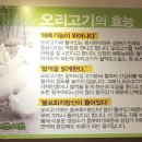 진진오리 이미지