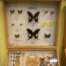 순천곤충박물관 이미지