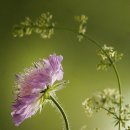 허브 식물과 향기의 이용 이미지