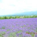 일본 홋카이도에서 2시간 거리의 "후라노" 의 라벤더꽃밭과 해바라기꽃밭 이미지