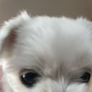 으랏차차 야채곱창 | 일은 안하고 잠만 자고 싶다